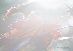 Flare and Veiling-3
