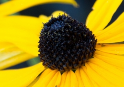 Sharpness and Crop-2