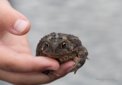 Toad-1