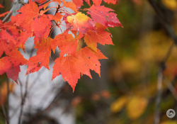 32-Bokeh-1