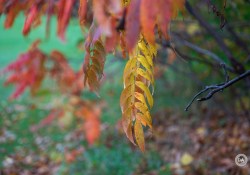 32-Bokeh-2