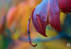 32-Bokeh-3