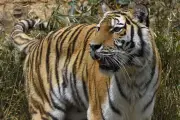 b028_angle of view_tiger_400mm-1_20170526_1000px wide