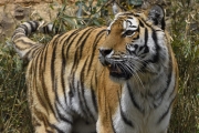 b028_angle of view_tiger_400mm-1_20170526_1000px wide