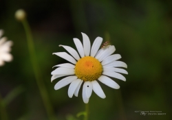 Background Blur-2
