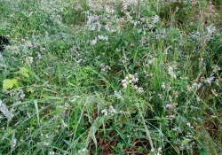 Focal Range-2
