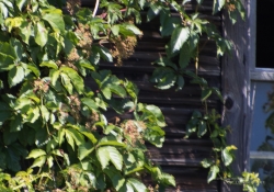 Motion Blur at 400mm
