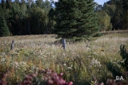 Autumn Field_-15