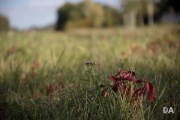 Autumn Field_-17