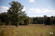 Autumn Field_