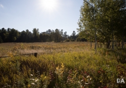 Autumn Field_-11