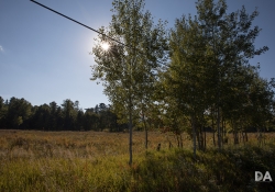 Autumn Field_-13