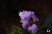 After the Rain-2