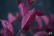 After the Rain-3