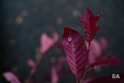 After the Rain-4