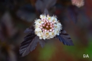 After the Rain-6