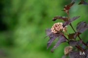 After the Rain-8