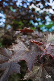After the Rain-9