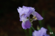 After the Rain