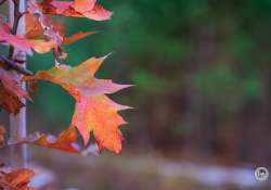 47-Bokeh