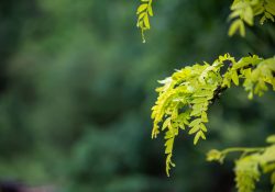 30-Bokeh-5