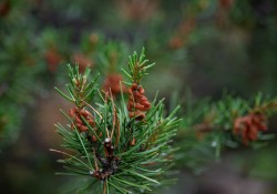 30-Bokeh-6
