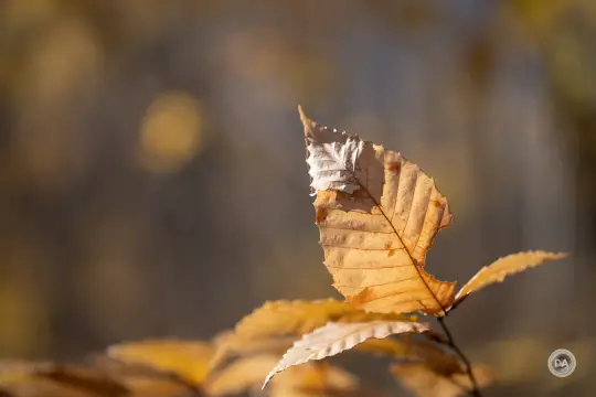 A058-Samples-47