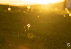 49-Flare-3
