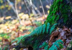 51-Real-World-Bokeh-5