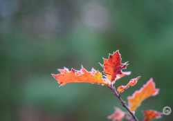 51-Real-World-Bokeh