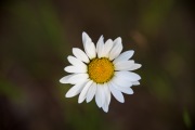 Tamron-35-150-2
