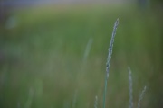 Tamron-35-150-4