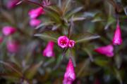 Tamron-35-150-First-14