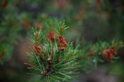 Tamron-35-150-First-18