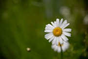 Tamron-35-150-First-2