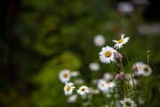 Tamron-35-150-First-3