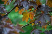 Tamron-35-150-First-6
