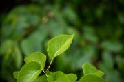 Tamron-35-150-First-9