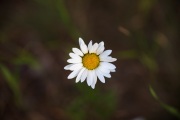 Tamron-35-150