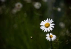 Tamron-35-150-First