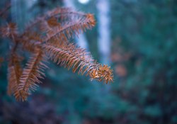 16-Good-Focus