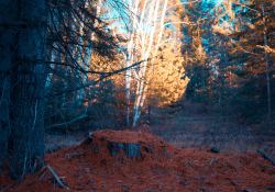 24-Landscapes