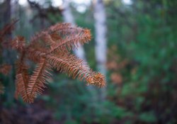 28-Bokeh-3