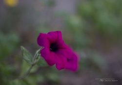 Close focus-3