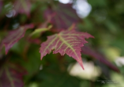 M3 35mm Samples-2