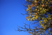 Autumn hues