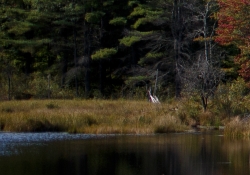 Sharpness Crop 2-3