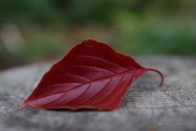 Macro Samples