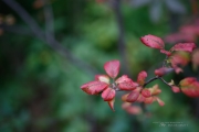 Macro Samples-2