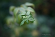 Macro Samples-3